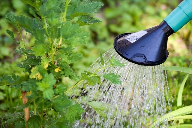 Möglichkeiten einer sparsamen Pflanzenbewässerung im Garten