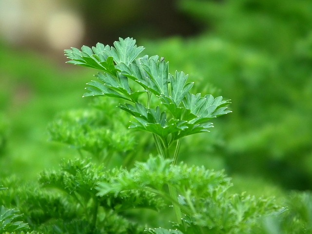 Kräutergarten selber anlegen