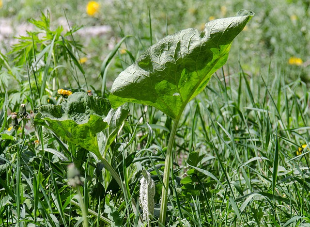 Unkraut im Garten