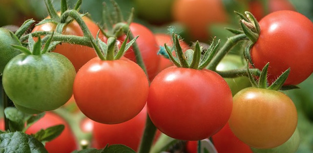 Tomaten anpflanzen