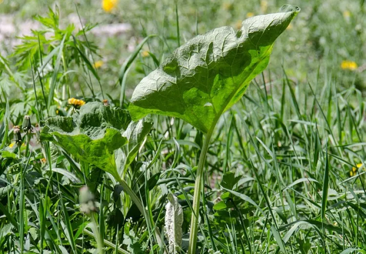 Unkraut im Garten